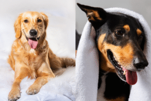 Read more about the article Is it better to brush a dog’s hair wet or dry? — Vet-approved guidance