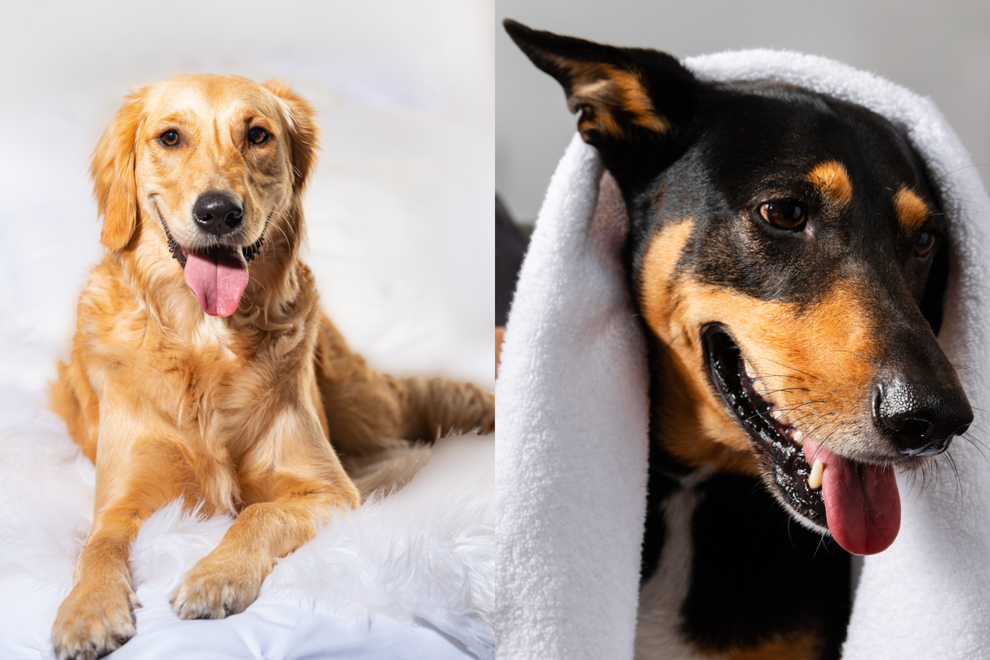 Read more about the article Is it better to brush a dog’s hair wet or dry? — Vet-approved guidance