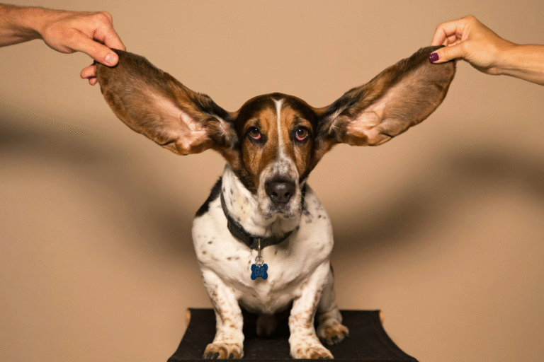 Dog standing on hospital bench during checkup – how to treat dog ear infection without vet guidance
