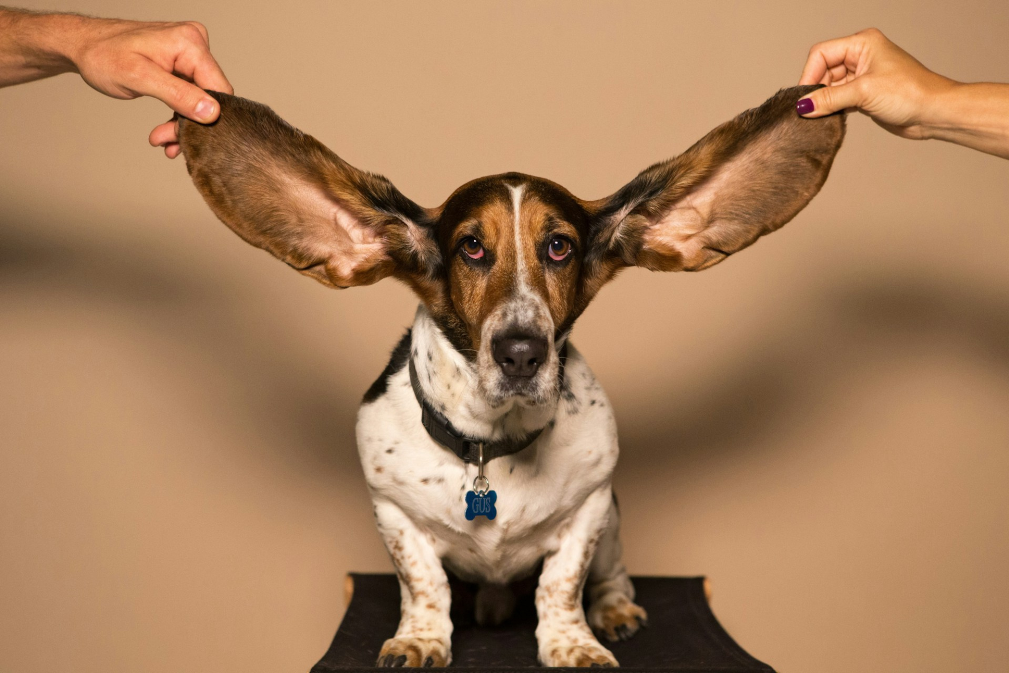 Read more about the article 7 Best Ways How to Treat Dog Ear Infection Without Vet at Home
