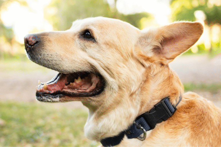 Is Coconut Oil Good for Dogs' Ear Infections? Top 10 Expert Tips for Pet Parents