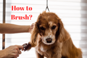 Read more about the article How Do I Properly Brush My Dog’s Hair? Proven Tips for Healthy Grooming
