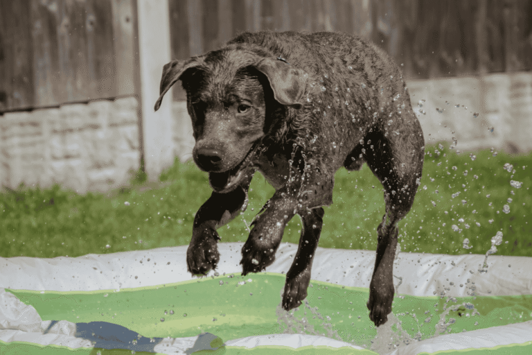 Dog bathing image. how often should you bathe your dog