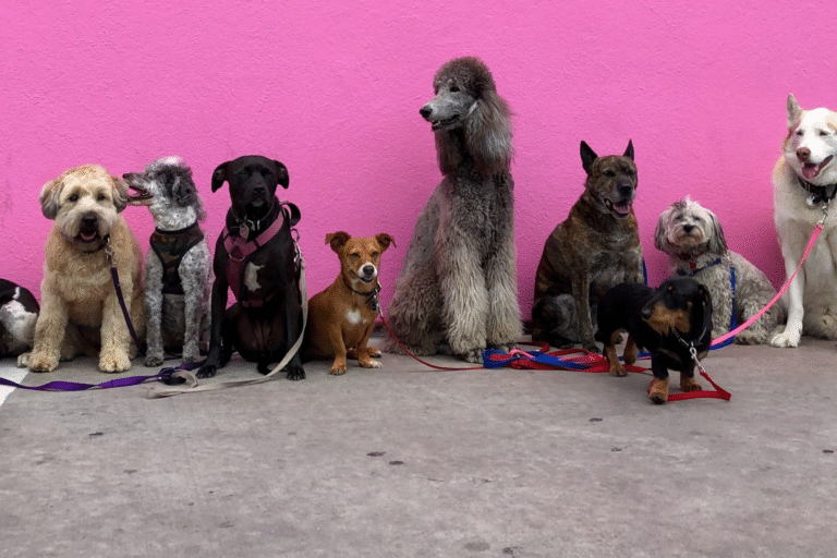 Types of dogs image, Which Dog Is Best for Home