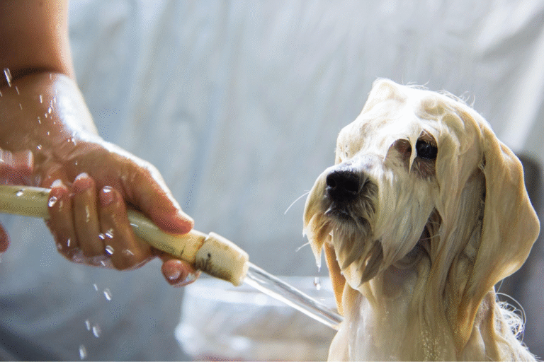 “What is the Best Shampoo for Long Haired Dogs?”