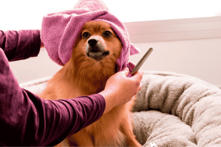 how to shampoo a dog correctly?