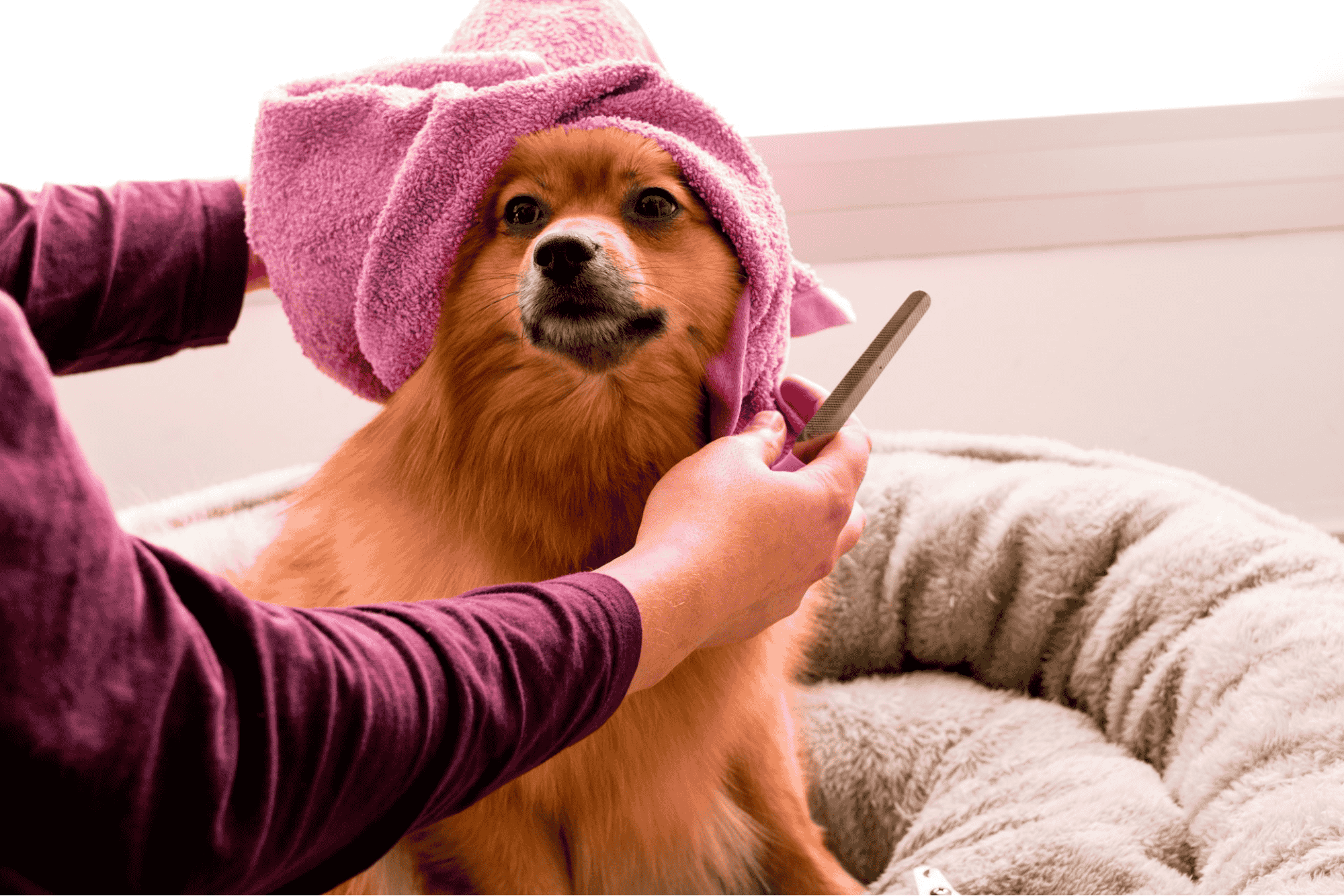 Read more about the article How to Shampoo a Dog Correctly? – 7 Expert-Approved Steps for a Stress-Free Bath