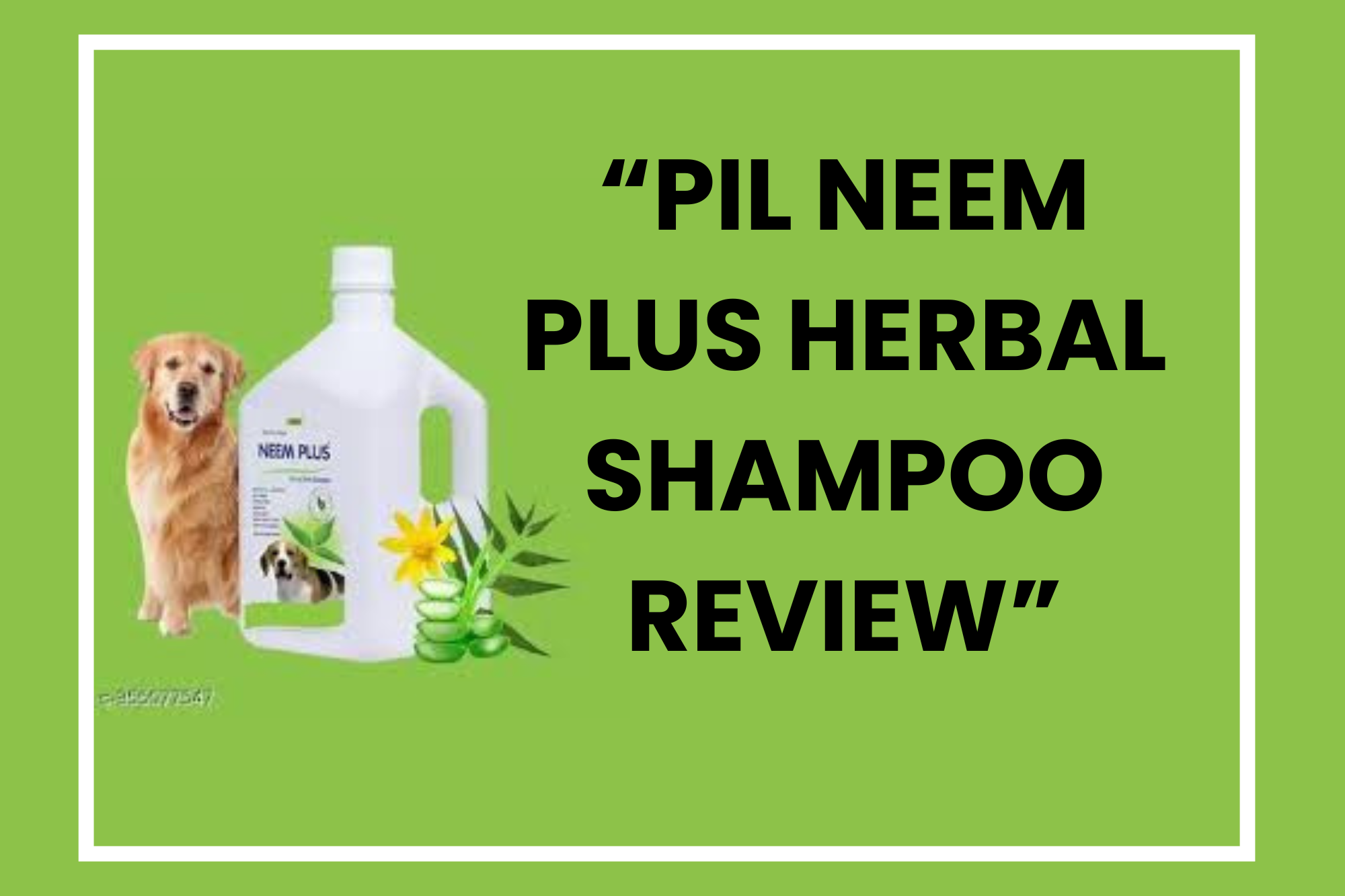 Read more about the article Pilot Neem Plus Herbal Pet Shampoo Review – The Ultimate Natural Care for Your Pet’s Coat