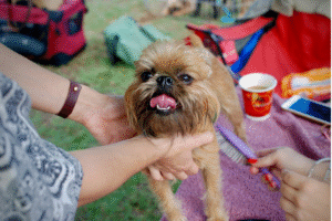 Read more about the article Do Dogs Feel Better After Brushing? 7 Surprising Health and Emotional Benefits