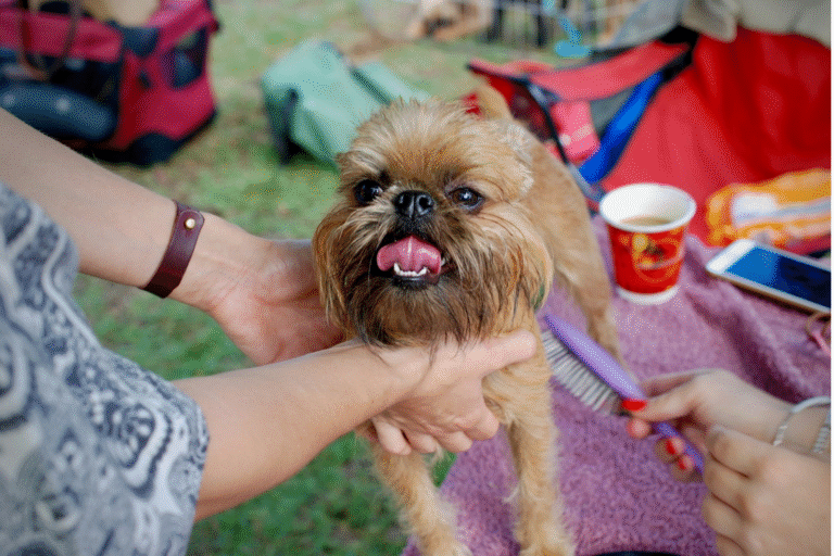 do dogs feel better after brushing?