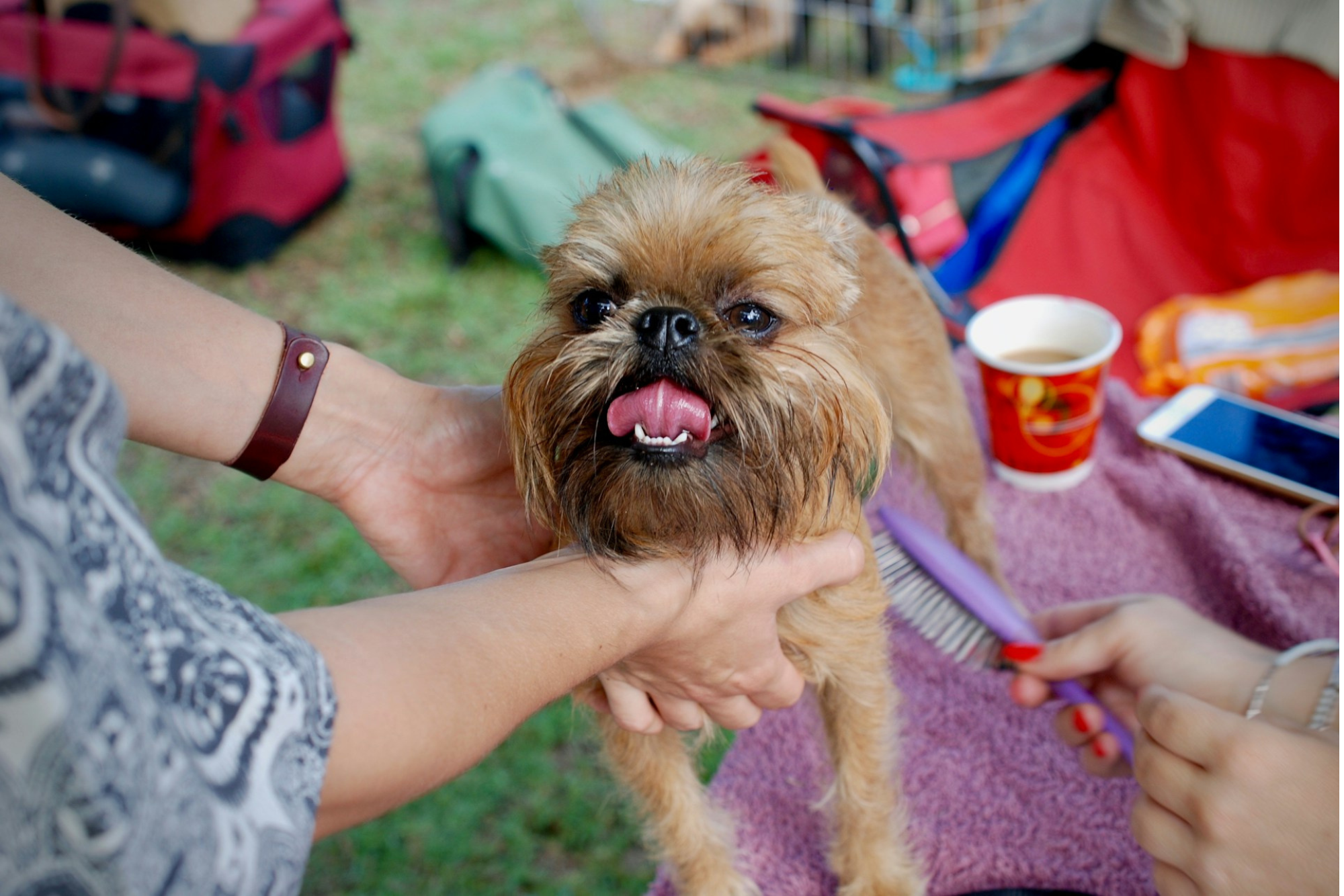 Read more about the article Do Dogs Feel Better After Brushing? 7 Surprising Health and Emotional Benefits
