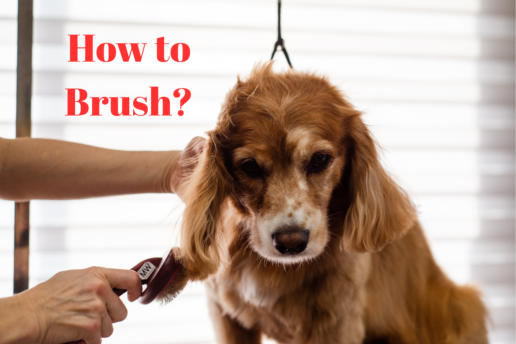 Read more about the article How Do I Properly Brush My Dog’s Hair? Proven Tips for Healthy Grooming