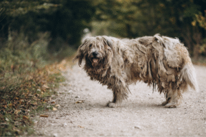 Read more about the article 10 Alarming Risks: What Happens If I Don’t Brush My Dog’s Hair?  Every Owner Should Know