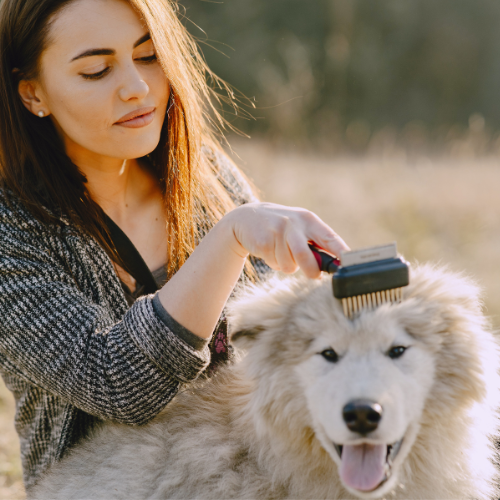 how to shampoo a dog correctly?