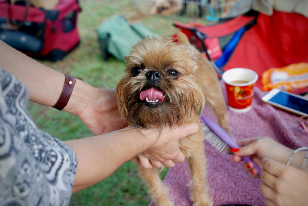Do dogs feel better after brushing?