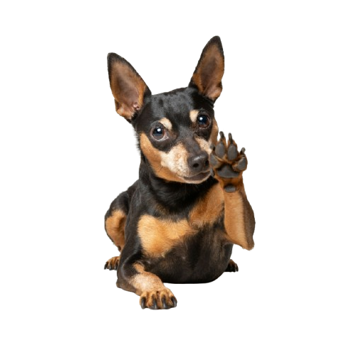 Dog grooming