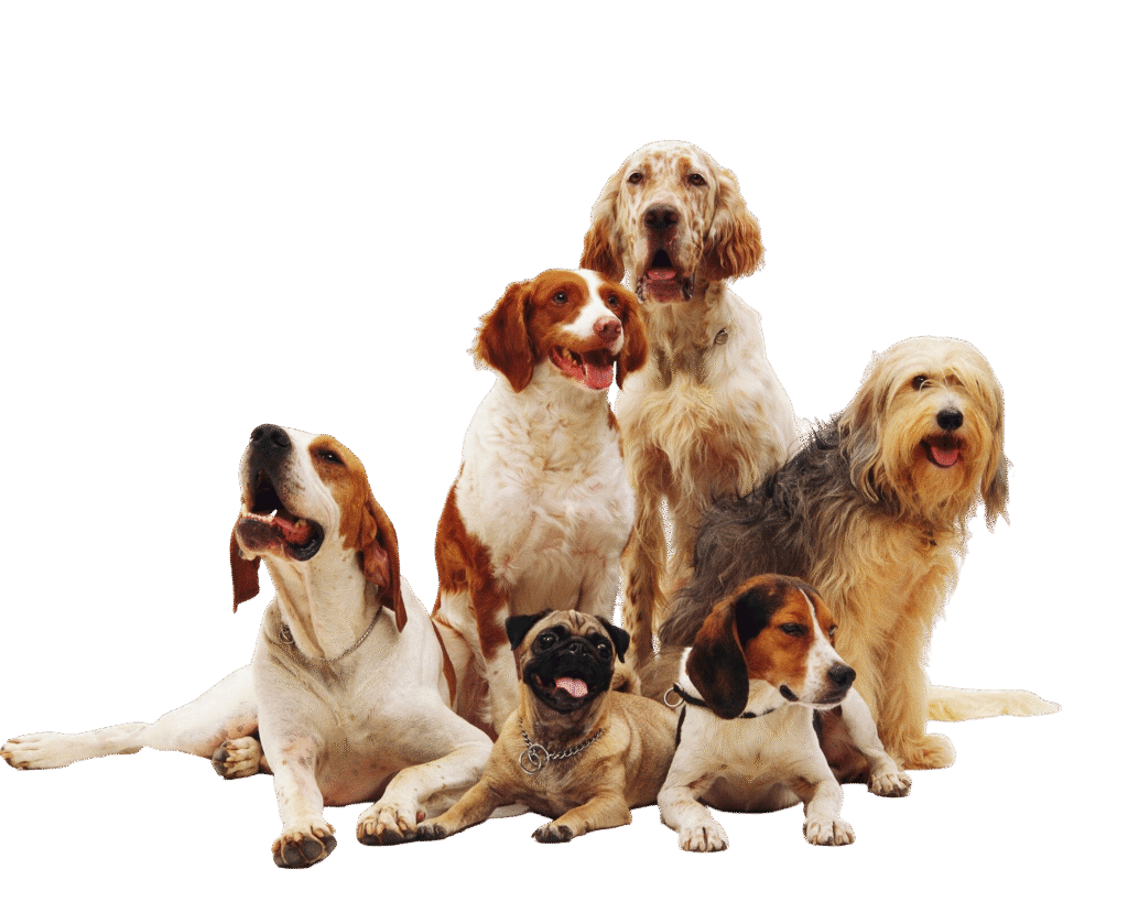 Best grooming products for dog
