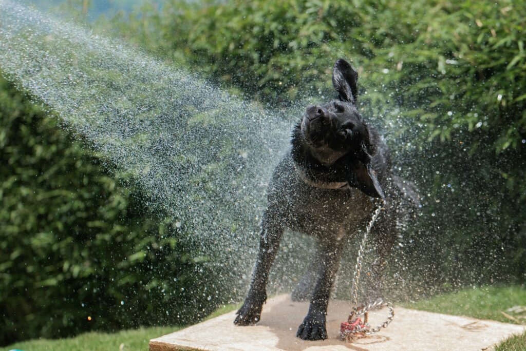how to shampoo a dog correctly?