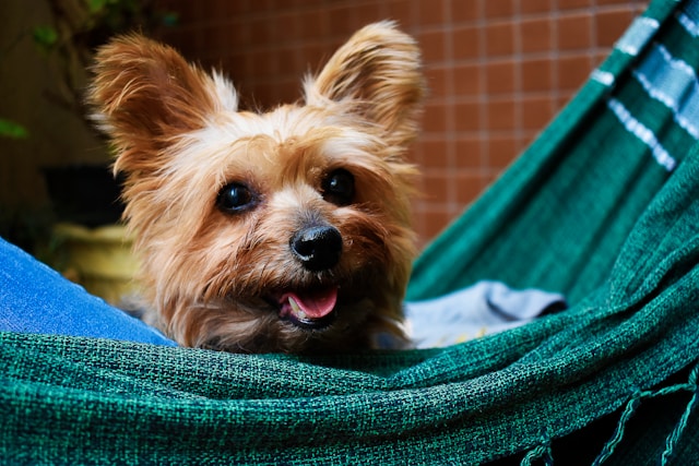 Do Dogs Feel Better After Brushing?