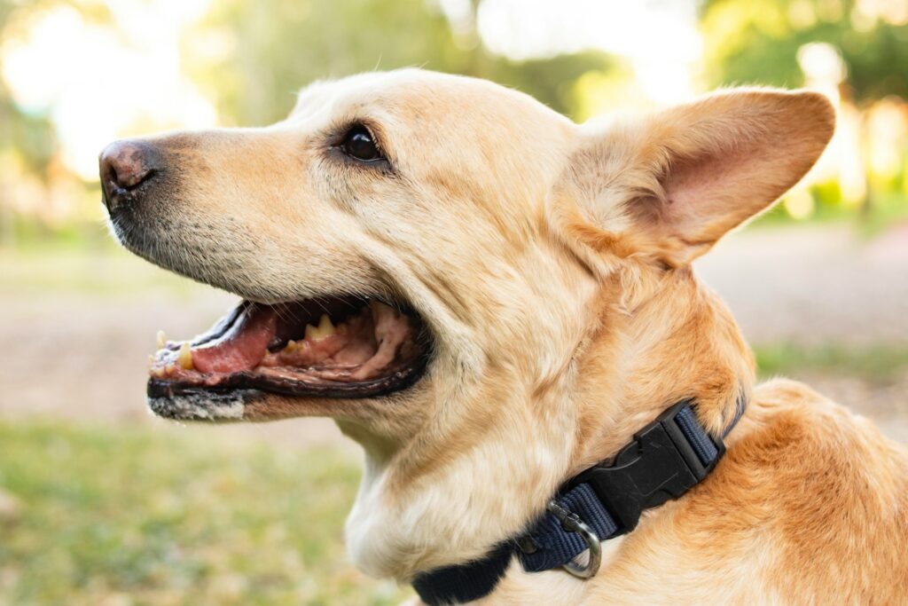 Is Coconut Oil Good for Dogs' Ear Infections