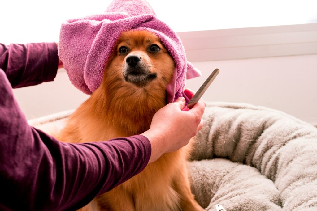 How to Shampoo a Dog Correctly?