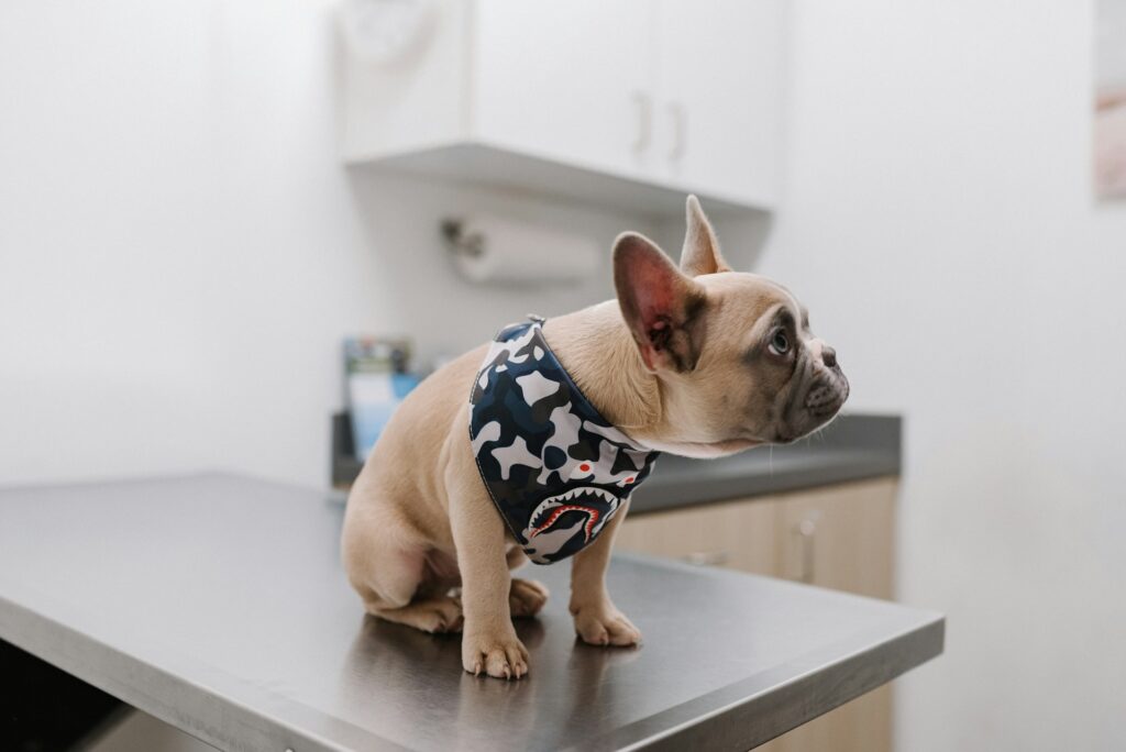 How to treat dog ear infection without vet 