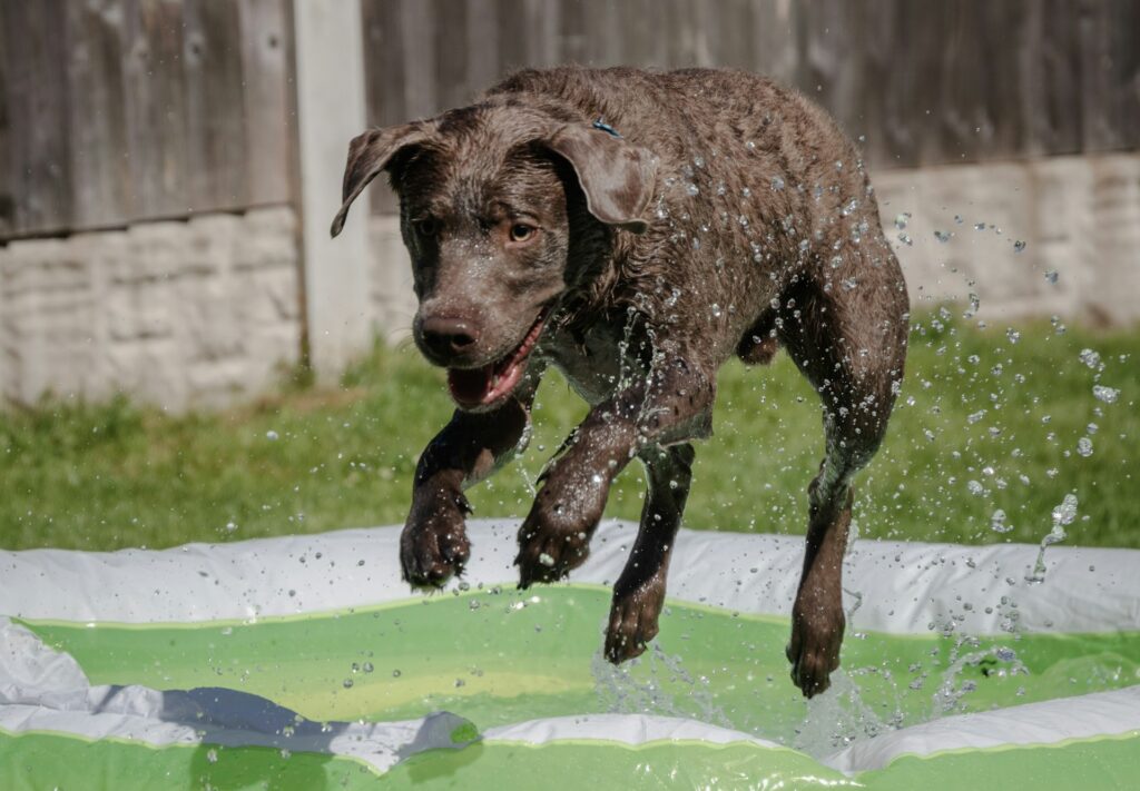 How Often Should You Bathe Your Dog
