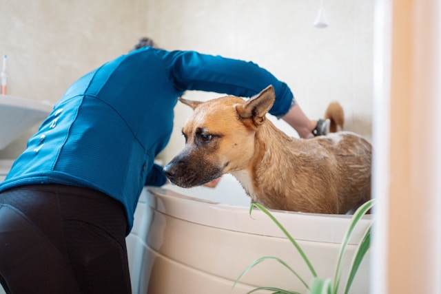 Pilot Neem Plus Herbal Pet Shampoo
