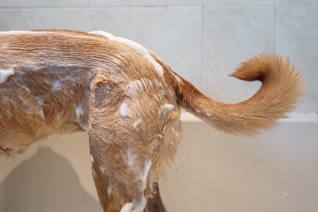 Pilot Neem Plus Herbal Pet Shampoo